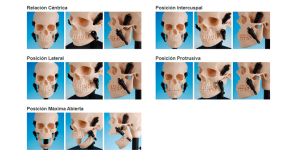 modelo-craneal-de-funcion-de-maxilar-ana1001-t-de-nissin-3