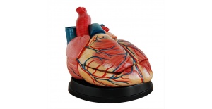 modelo-de-corazon-estilo-jumbo-xc-307c-de-Human3D