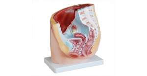 seccion-de-pelvis-femenina-humana-xc-332a-de-Human3D