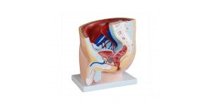 seccion-de-pelvis-masculina-humana-1-parte-xc-331a-de-Human3D