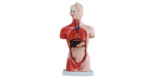 torso-de-15-partes-y-26cm-xc-203-de-Human3D