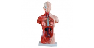 torso-de-15-partes-y-26cm-xc-203-de-Human3D2