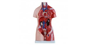 torso-unisex-de-45cm-23piezas-xc-205-de-Human3D3