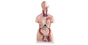 torso-unisex-de-85-cm-23-piezas-xc-204-de-Human3D-1